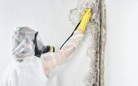 Asbestos and Lead Testing During Mold Inspection in Bloomingdale, TN